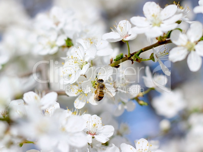 Bee on the flower of cherry