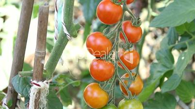 Ernte Tomaten