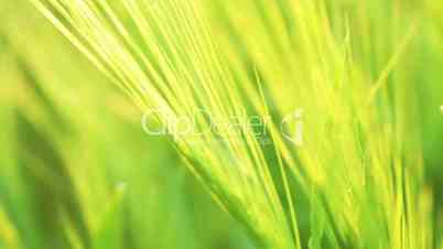 Green wheat. Variable focus