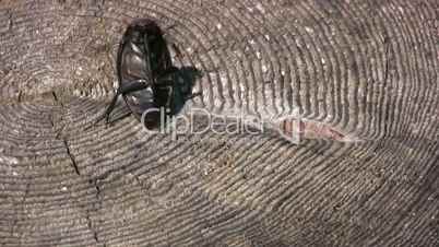 Beetle on the stump