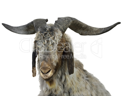 Goat Portrait