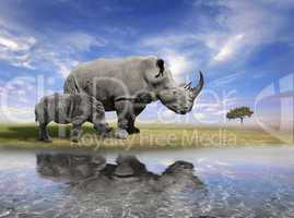 Mother Rhino With Calf