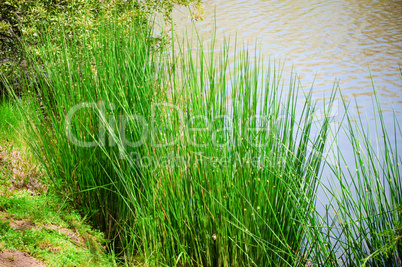 Green landscape near pond