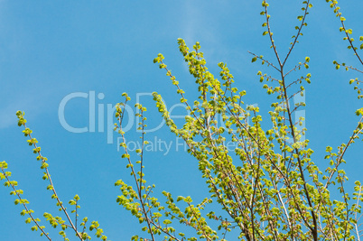 Tree blooming with blue sky