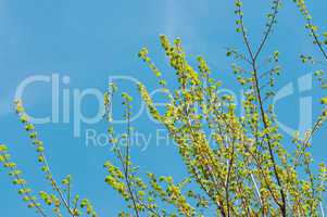 Tree blooming with blue sky