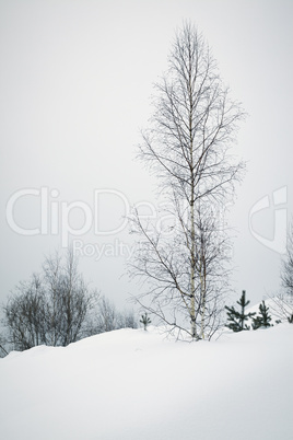 Lonely birch on the snowy slope.