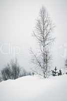 Lonely birch on the snowy slope.