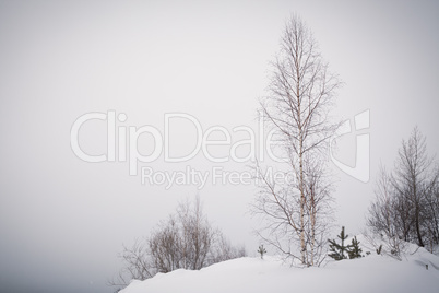 Lonely birch on the snowy slope.