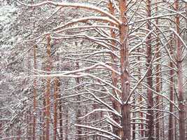 Winter Forest