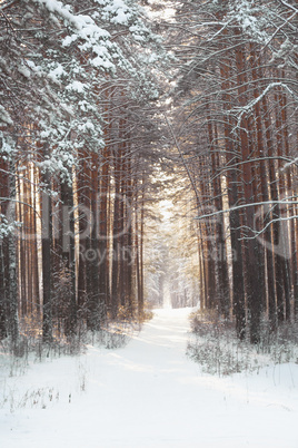 beautiful winter forest and the road