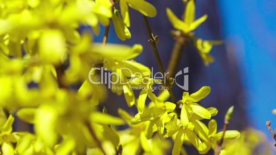 Yellow blooming trees in spring