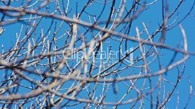 dry tree branches on sky background