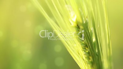 Ear of wheat on an abstract background