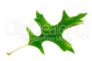 Green leaf of oak (Quercus palustris)
