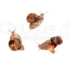 Family of snails on white background. Top view.