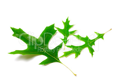 Green leafs of oak (Quercus palustris)