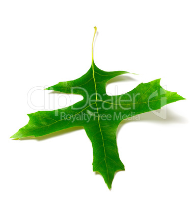 Green oak leaf (Quercus palustris)