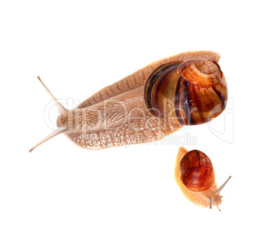 Family of snails isolated on white background