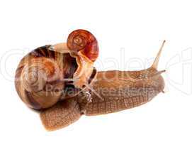 Small snail on top of big