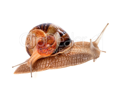 Snails on top of one another