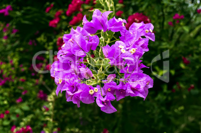 Violet Flowers.