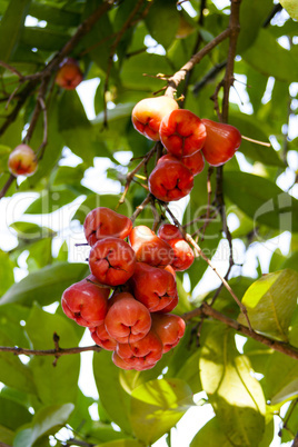 Bunch of Syzygium samarangense.