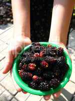 ripe dark berries of mulberry on a plate