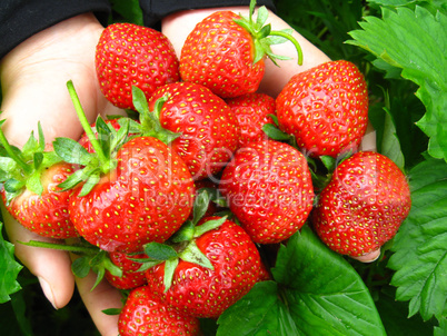 palms full of strawberries