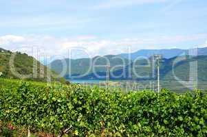 Weinlandschaft in Südtirol