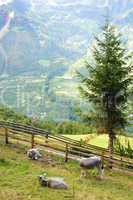 Viehweide in Südtirol