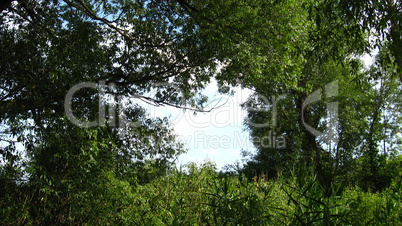 fragment of the blue sky among branches