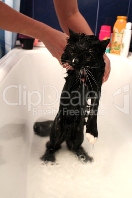 washing of a black cat in bathing