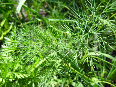 fennel growing on a bed