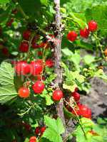 berry of a red currant in a hand
