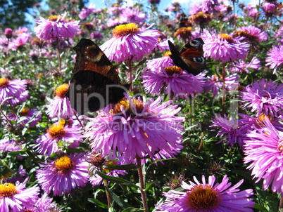butterflies of peacock eye sitting on the asters