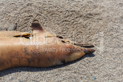 Dumped on the land  dolphin