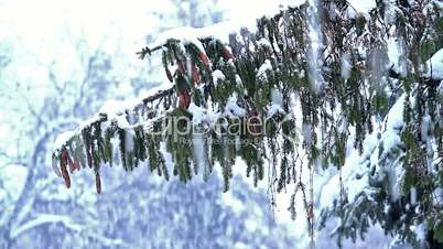 Winter snowfall in the pine forest