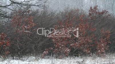 Winter snowfall in the oak  forest