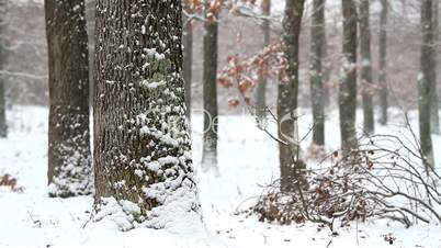 Winter snowfall in the oak  forest