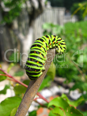 caterpillar of the butterfly  machaon on the stick