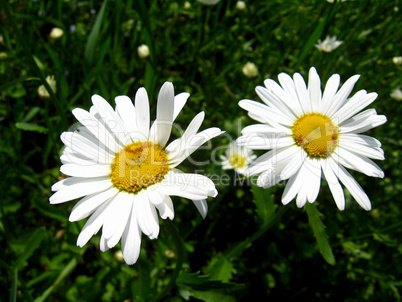 two white beautiful chamomiles