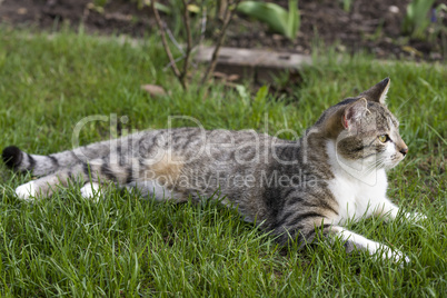 Hauskatze in ihrem Revier