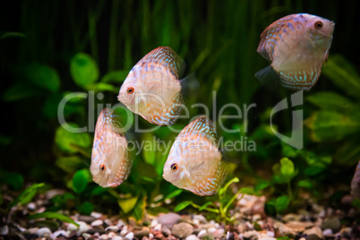 Ttropical freshwater aquarium with fishes