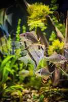 Freshwater aquarium with fish pterophyllum scalare