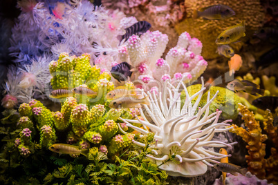 Ttropical freshwater aquarium with fishes