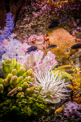 Ttropical freshwater aquarium with fishes