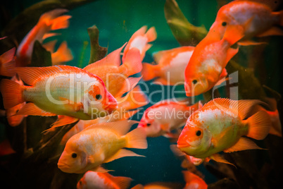 Ttropical freshwater aquarium with fishes