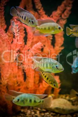 Ttropical freshwater aquarium with fishes