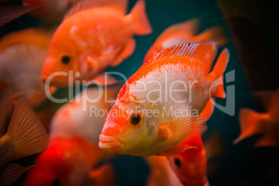 Ttropical freshwater aquarium with fishes