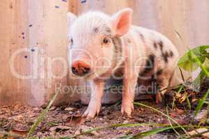 Close-up of a cute muddy piglet running around outdoors on the f